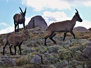 55 Al Passo di Mezzeno (2144 m) atteso incontro con famiglia di stambecchi